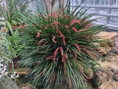 Dendrochilum wenzelii