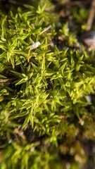 Tortella flavovirens