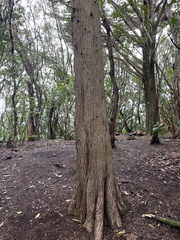 Cupressus macrocarpa