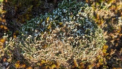 Cladonia foliacea