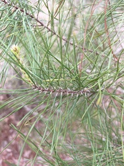 Pinus clausa