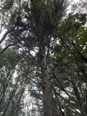 Cupressus macrocarpa