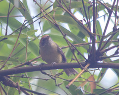 Hylophilus poicilotis