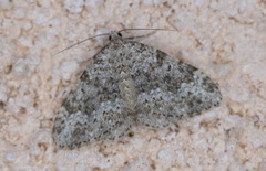 Coenotephria ablutaria