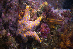 Callopatiria