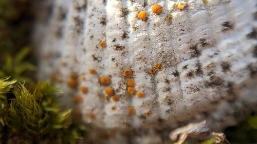 Caloplaca lactea