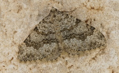 Coenotephria ablutaria