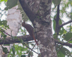 Lepidocolaptes squamatus