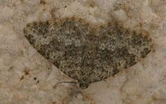 Coenotephria ablutaria