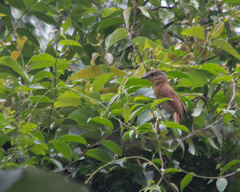 Pachyramphus castaneus