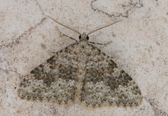 Coenotephria ablutaria