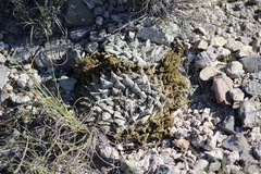 Ariocarpus retusus retusus