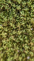 Tortella flavovirens