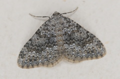 Coenotephria ablutaria