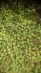 Tortella flavovirens