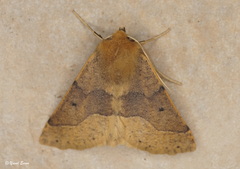 Crocallis tusciaria