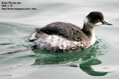 Podiceps nigricollis