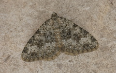 Coenotephria ablutaria