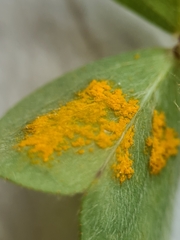 Puccinia oxalidis