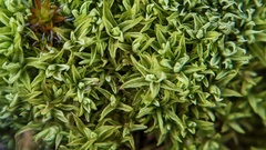 Tortella flavovirens