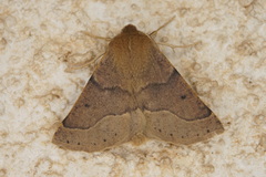 Crocallis tusciaria