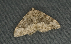 Coenotephria ablutaria