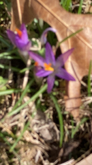 Crocus tommasinianus