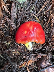 Hygrocybe laetissima