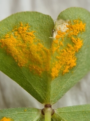 Puccinia oxalidis