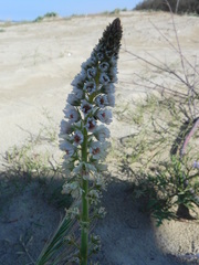 Reseda alba