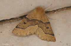 Crocallis tusciaria