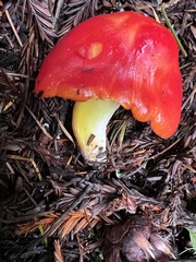 Hygrocybe laetissima