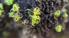 Tortella flavovirens