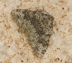 Coenotephria ablutaria