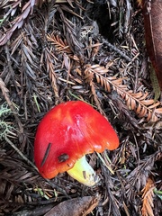 Hygrocybe laetissima