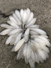 Doryteuthis opalescens