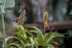 Aechmea mertensii