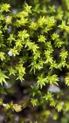 Pseudocrossidium hornschuchianum