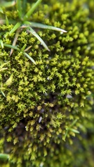 Pseudocrossidium hornschuchianum