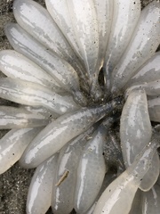 Doryteuthis opalescens