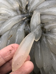 Doryteuthis opalescens