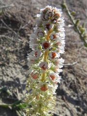 Reseda alba