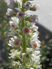 Reseda alba