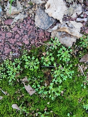 Saxifraga tridactylites