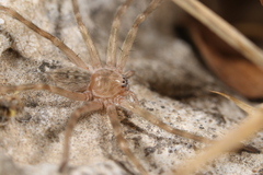 Eusparassus walckenaeri