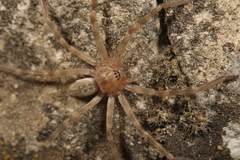 Eusparassus walckenaeri