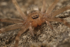 Eusparassus walckenaeri