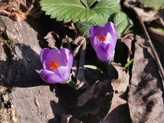 Crocus heuffelianus
