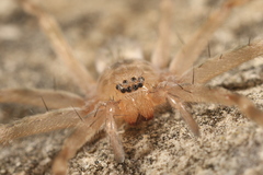 Eusparassus walckenaeri