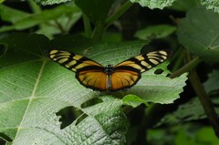 Lycorea ilione albescens